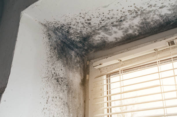 Trusted Attic Mold Removal service in Sterling, IL - Cheap Mold Removal
